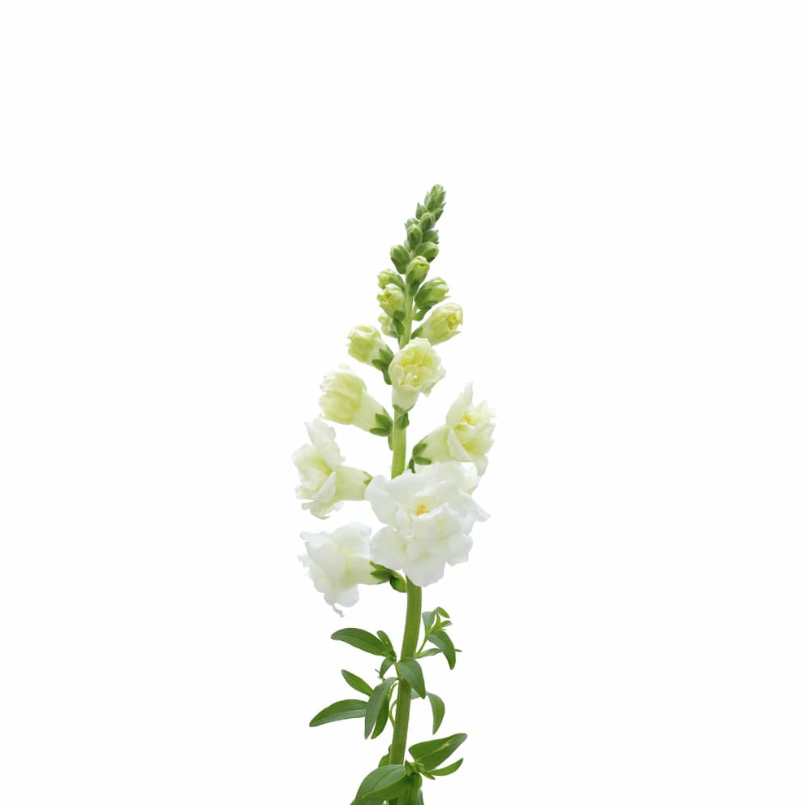 Lejongap Snapstar White