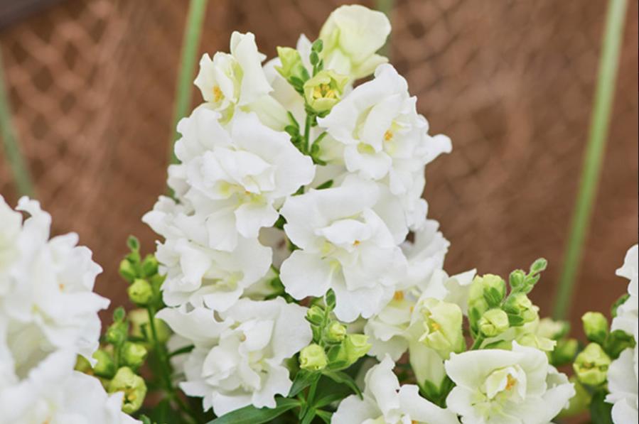 Lejongap Twinny White