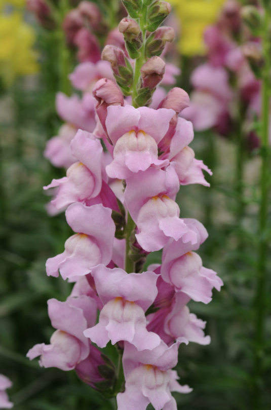 Lejongap Potomac Lavender