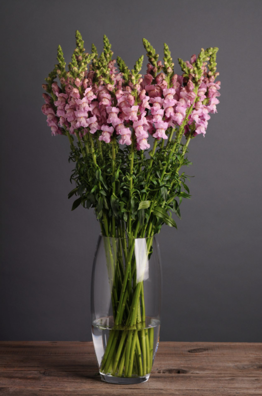 Lejongap Potomac Lavender