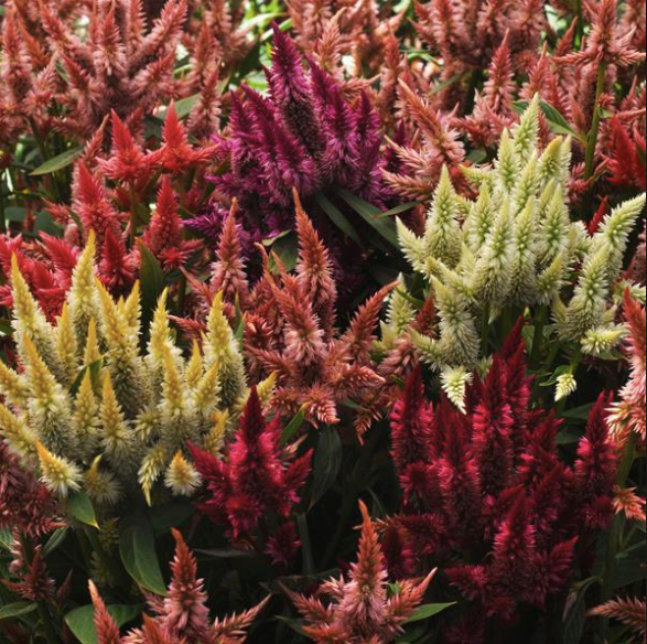 Celosia spicata Celway Mix