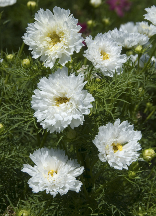 Rosenskära Double Click Snowpuff