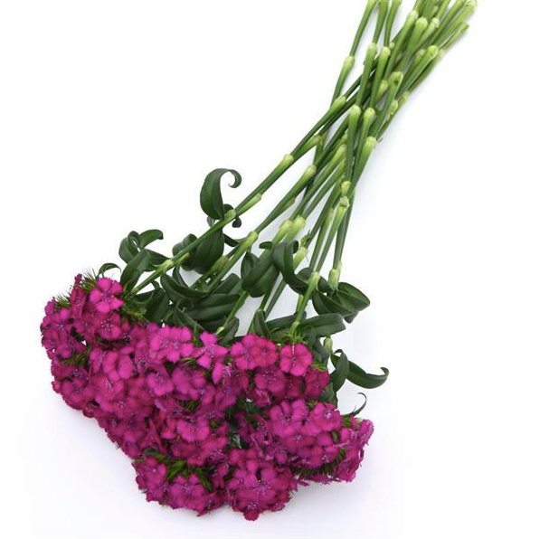 Nejlika Sweet Neo Purple