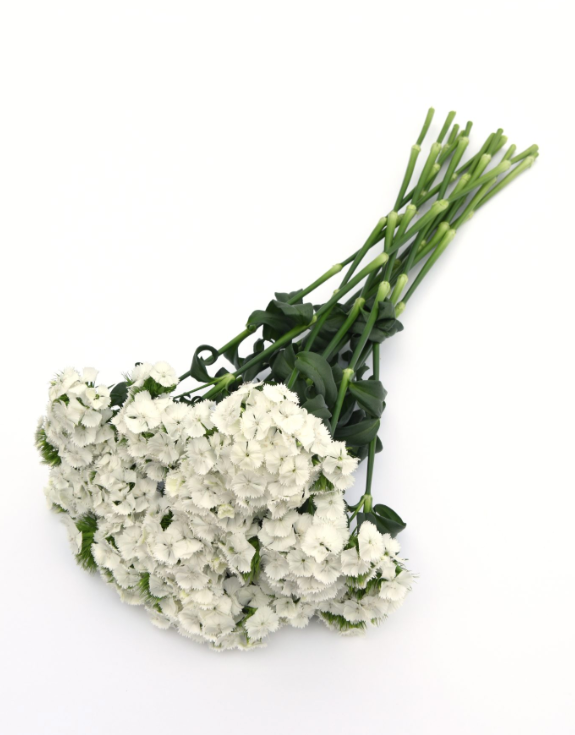 Nejlika Sweet White