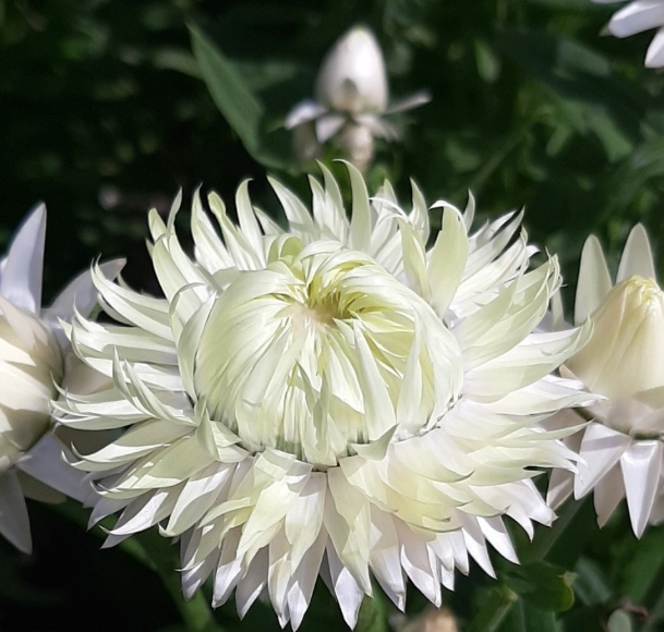 Eternell King Size Silvery White