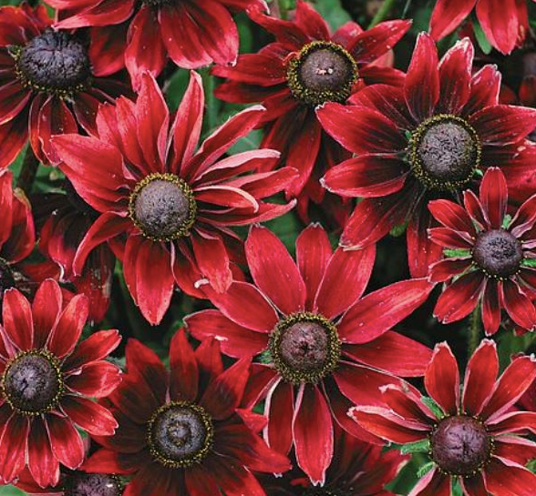 Rudbeckia Cherry Brandy