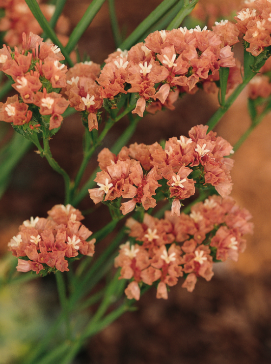 Risp Qis Apricot