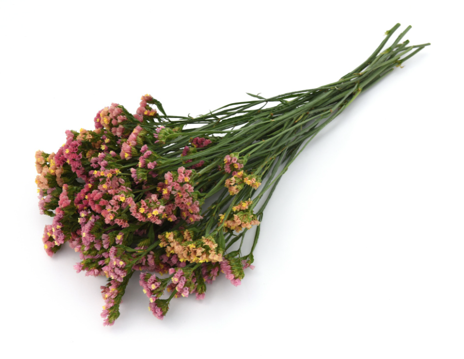 Risp Qis Apricot