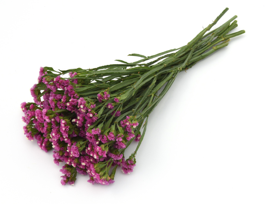 Risp Qis Rose