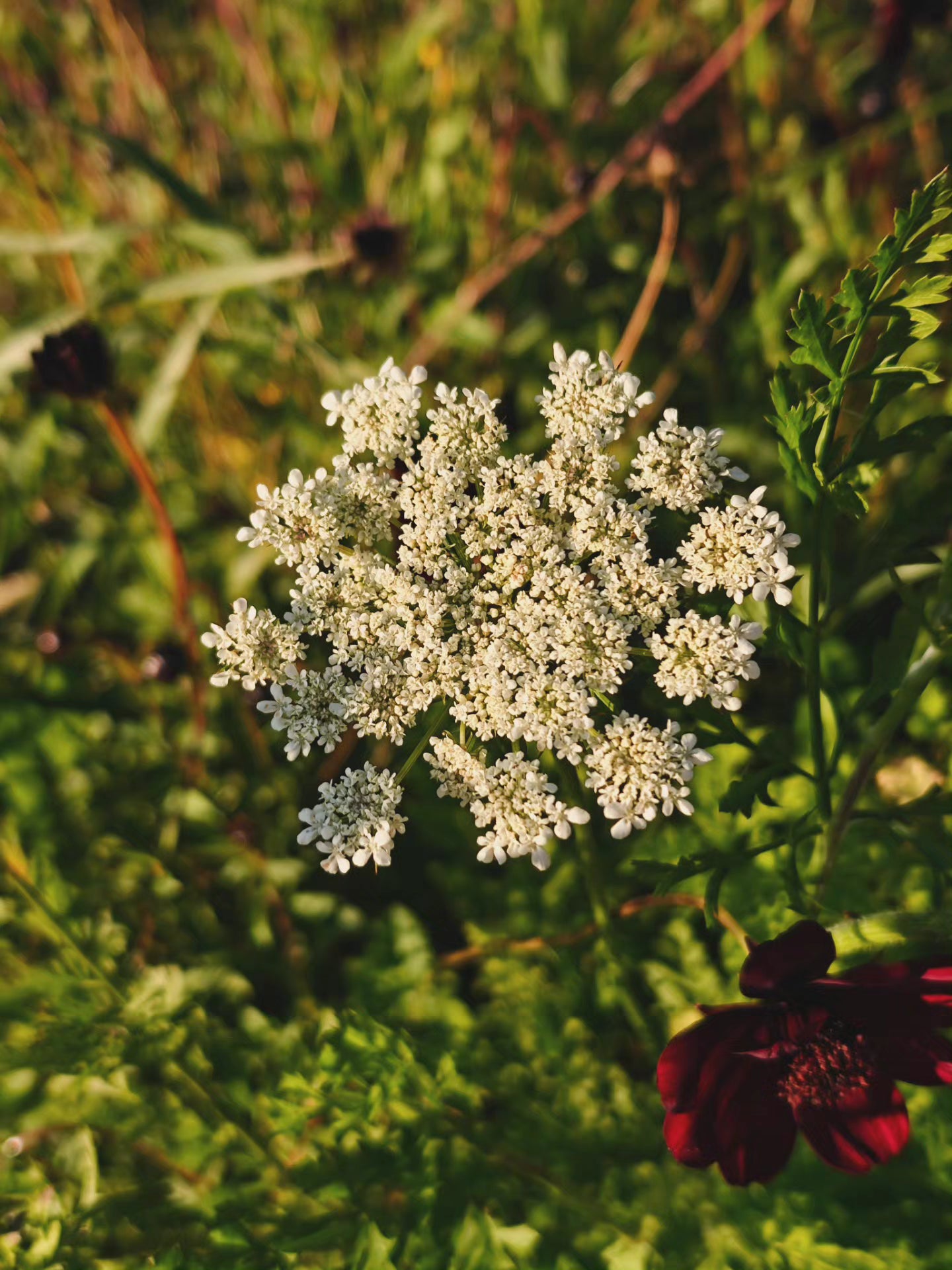 Blomstermorot Dara