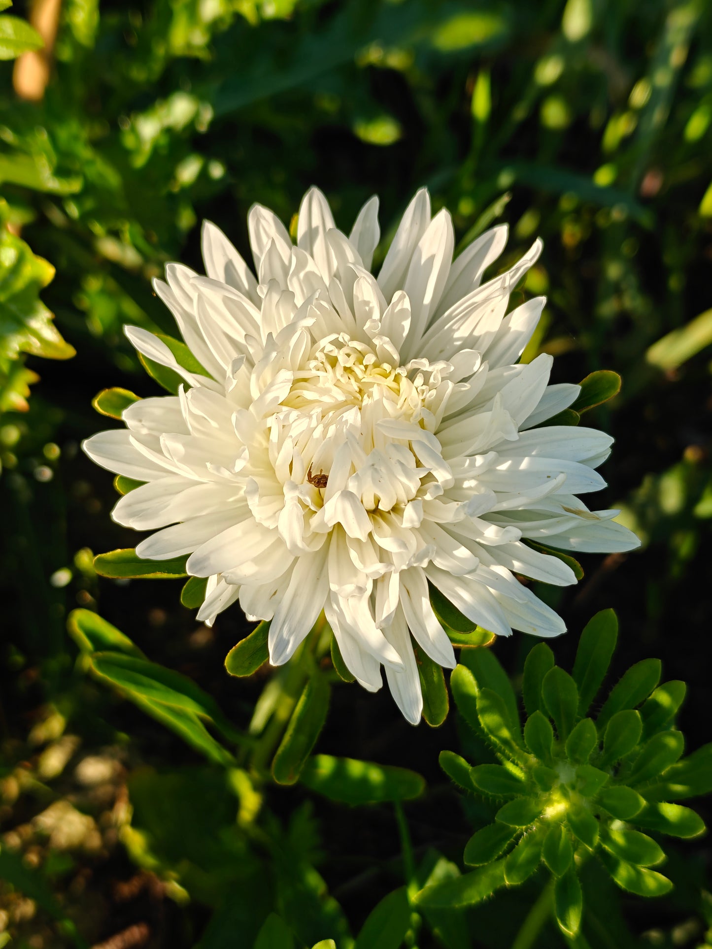 Aster King Size White