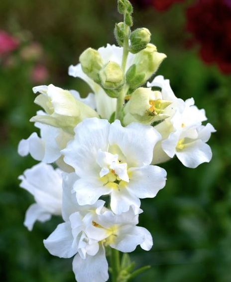 Lejongap Madame Butterfly Ivory