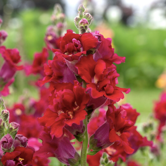 Lejongap Madame Butterfly Red