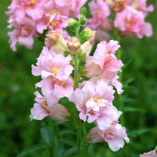 Lejongap Madame Butterfly Pink