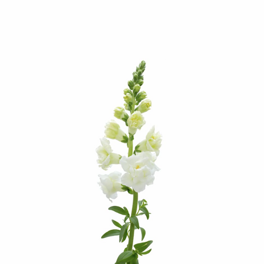 Lejongap Snapstar White