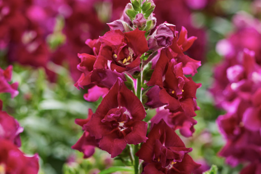 Lejongap Twinny Violet