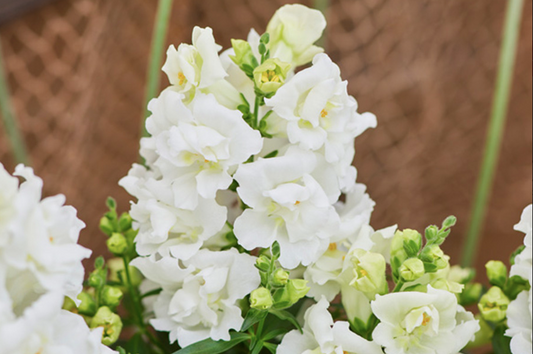 Lejongap Twinny White