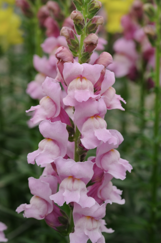Lejongap Potomac Lavender