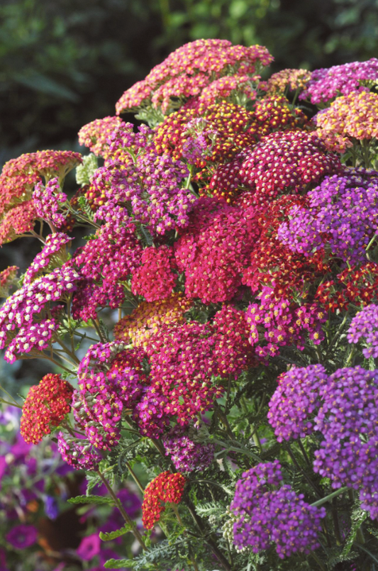 Röllika Flowerburst Red Shades Mix