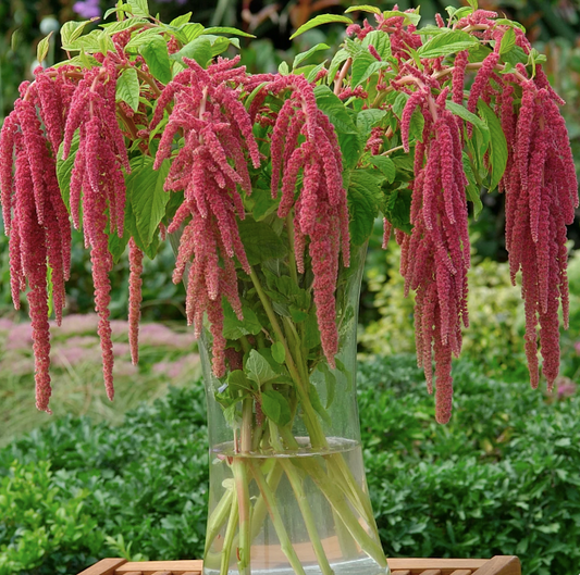 Amarant Coral Fountain