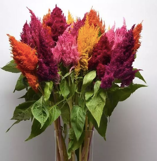 Celosia Sunday Mix