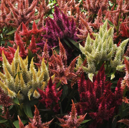 Celosia spicata Celway Mix