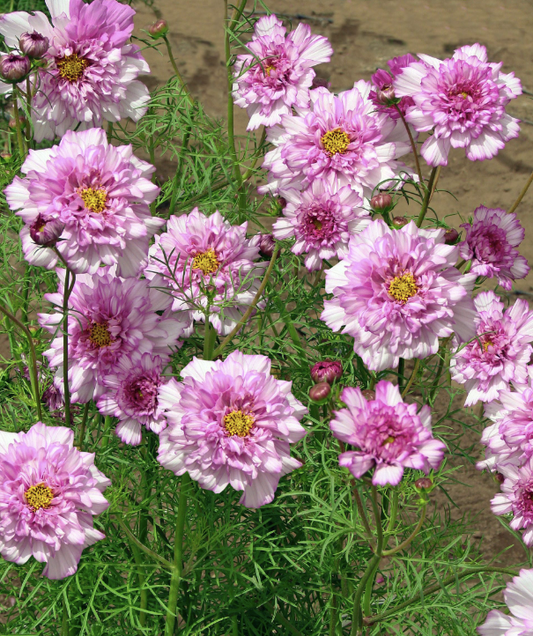 Rosenskära Double Click Bicolour Pink