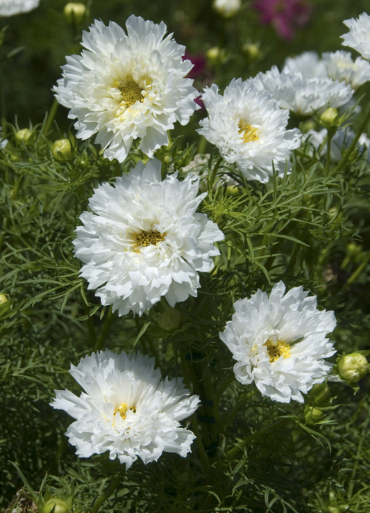 Rosenskära Double Click Snowpuff