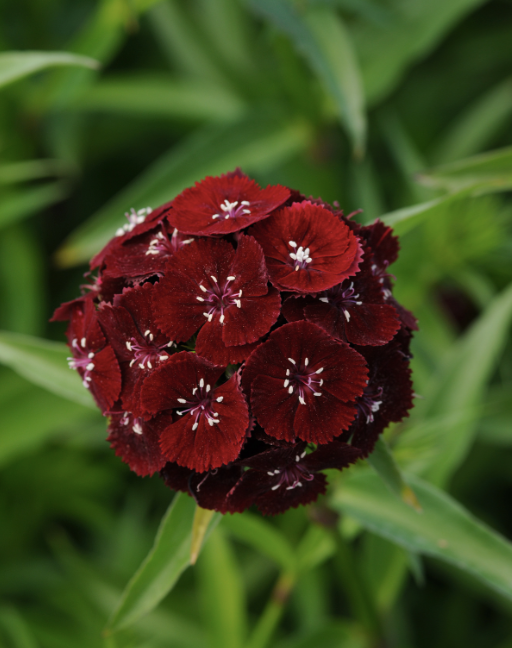Nejlika Sweet Black Cherry