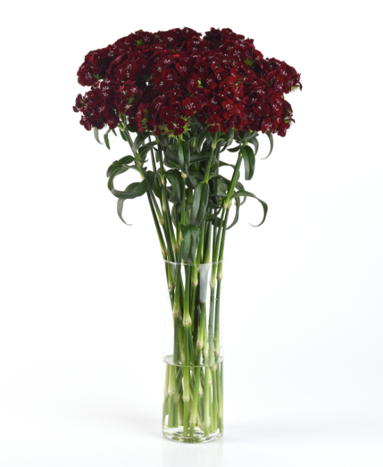 Nejlika Sweet Black Cherry
