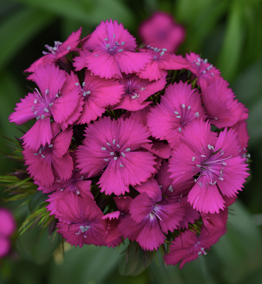 Nejlika Sweet Neo Purple