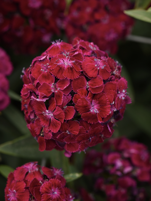 Nejlika Sweet Purple