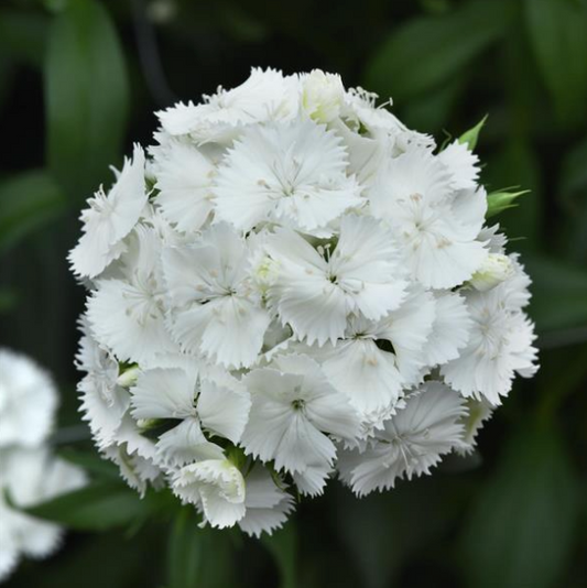 Nejlika Sweet White
