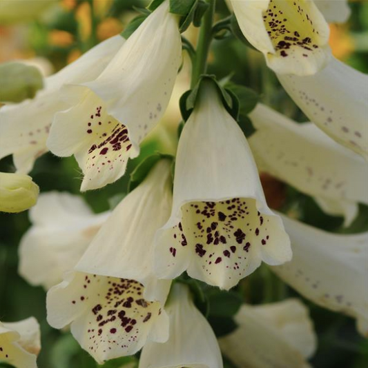 Fingerborgsblomma Dalmatian Creme