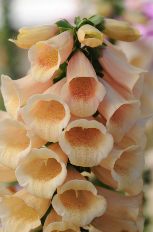 Fingerborgsblomma Dalmatian Peach