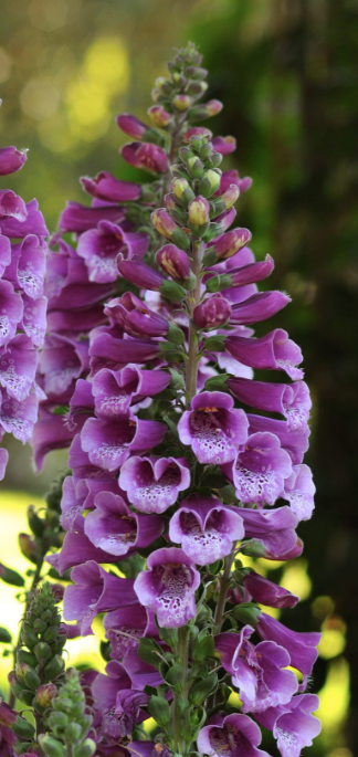 Fingerborgsblomma Dalmatian Purple Spotted