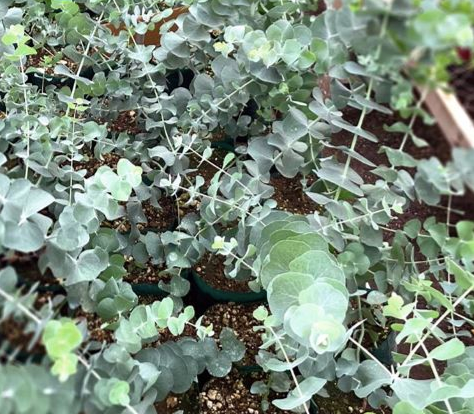 Eucalyptus Silver Dollar