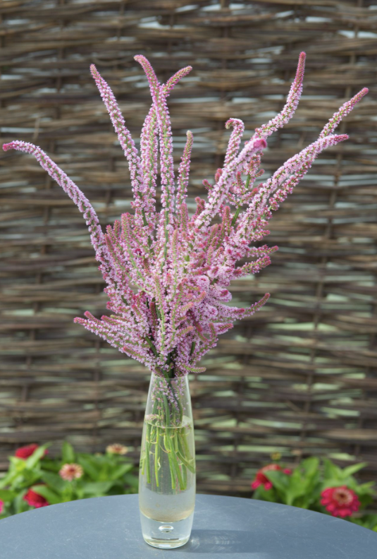 Axrisp Pink Pokers