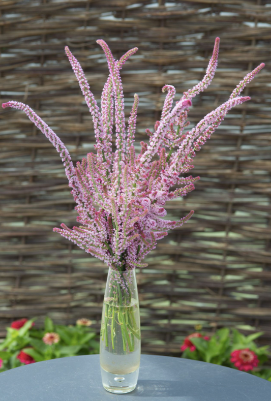 Axrisp Pink Pokers