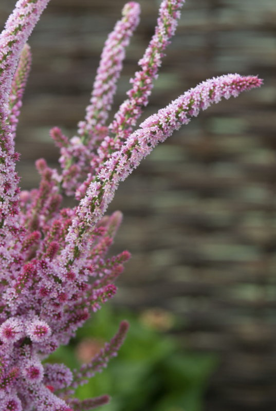 Axrisp Pink Pokers