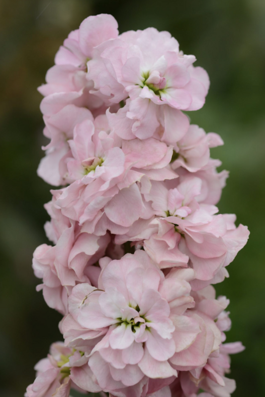 Lövkoja Column Appleblossom