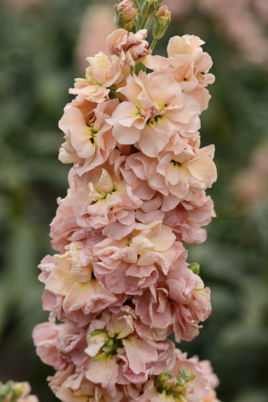 Lövkoja Column Apricot
