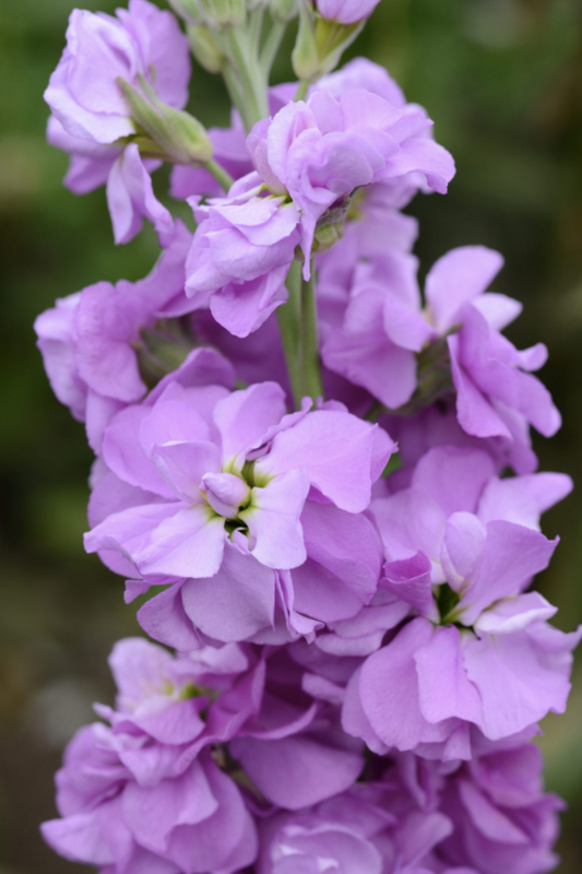 Lövkoja Column Lilac Lavender