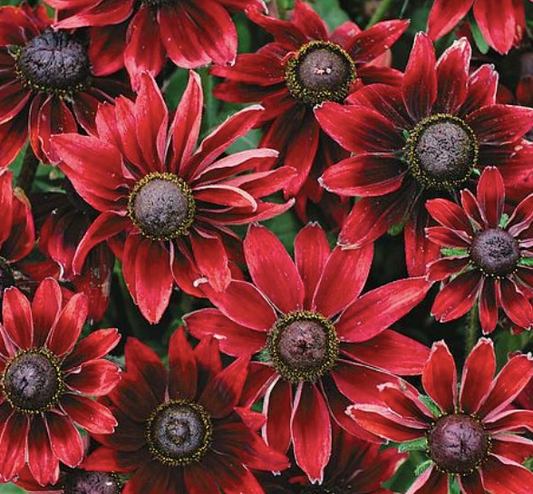 Rudbeckia Cherry Brandy
