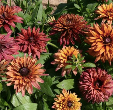 Rudbeckia Sahara