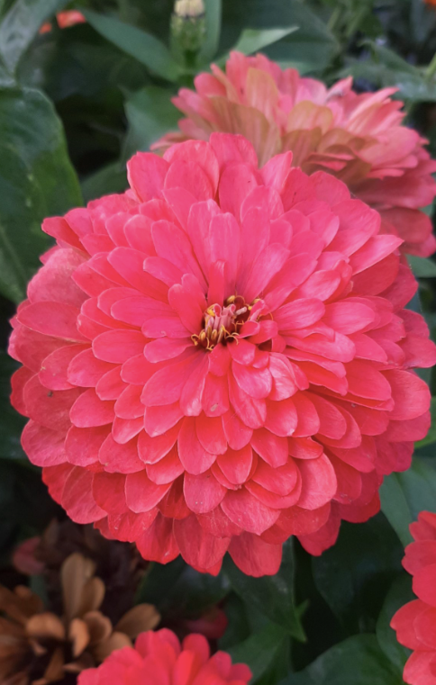 Zinnia Benary Giant Coral