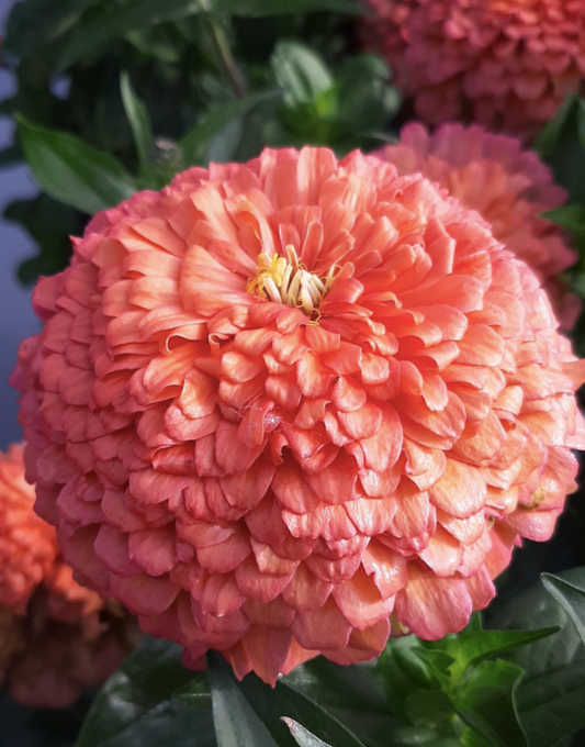 Zinnia Benary Giant Salmon Rose