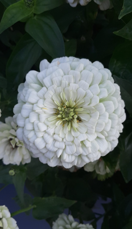 Zinnia Benary Giant White