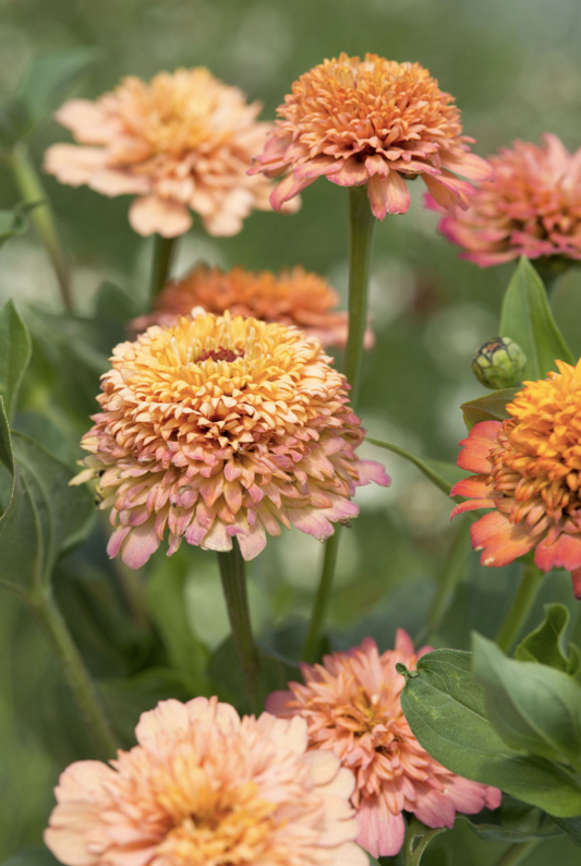 Zinnia Cresto Peachy Pink