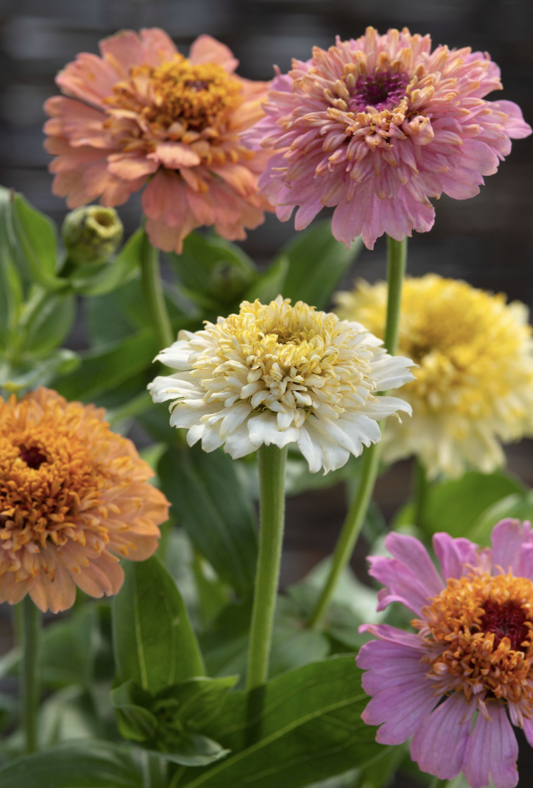 Zinnia Cresto Peaches & Cream